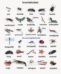 English For Beginners Invertebrates English For Beginners English Vocabulary Learn English