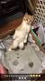 Cat Stool Guide