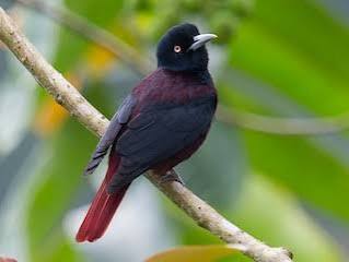 Maroon Oriole - Oriolus traillii - Birds of the World