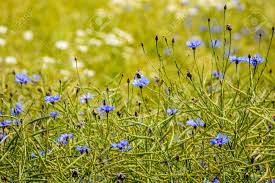 Scarica meravigliose immagini gratuite su fiore di campo. Immagini Stock Fiori Di Primavera Blu Su Sfondo Verde Con Profondita Di Campo Poco Profondo Image 83400831