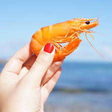 Udang adalah salah satu makanan laut yang banyak dikonsumsi. 6 Dampak Negatif Makan Udang Berlebihan Bagi Kesehatan Hot Liputan6 Com