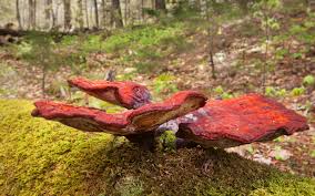 It is compatible with all android devices (required android 5.0+) and can also be able to install on pc & mac, you might need an android emulator such as bluestacks, andy os, koplayer, nox app player,. The Best Apps For Mushroom Identification And Why A Book Is Better Freshcap Mushrooms