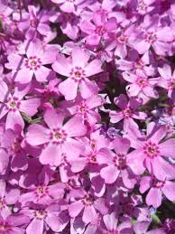 Bluten Aus Berliner Garten Bluten Rosa Garten Landschaften Natur Wildniss Plants Und Garden