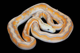 Reticulated Python Care Tips