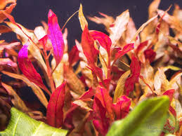 Alternanthera reineckii 'Rosanervig' | Barr Report Forum - Aquarium Plants