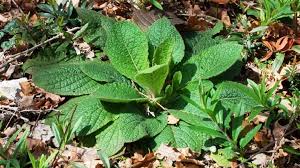 Image result for Pentanema