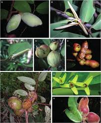 Image result for Xylopia lukei