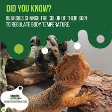 Did You Know Why Beardies Go Dark Bearded Dragon Lighting Bearded Dragon Bearded Dragon Heat Lamp