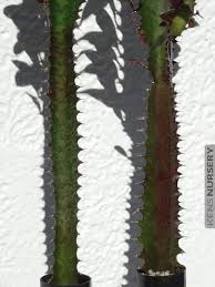 Also known as african milk bush, friendship cactus and candelabra cactus, euphorbia trigona is not. Red Cathedral Cactus Euphorbia Trigona Kens Nursery