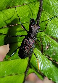 Image result for Oxyrhachis