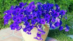 11 Top Petunia Varieties To Try Petunias Wave Petunias Flower Garden