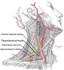 This page is also available on thefutureofeuropes wiki. Transverse Cervical Artery Wikipedia