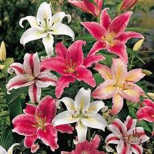 Happy memories carpet border lily™. Red Carpet Border Lily Direct Gardening