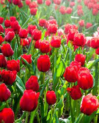 Check spelling or type a new query. 25 Best Red Flowers For Gardens Red Perennials And Annuals
