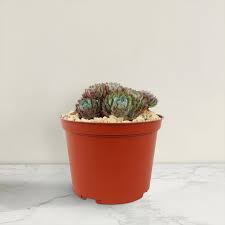 Image result for Humularia minima