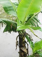 In optimal growing conditions, it will take your banana tree 9 to 15 months before it begins to flower and another 2 to 6 months for the fruit to be ready to be picked. Banana Wikipedia