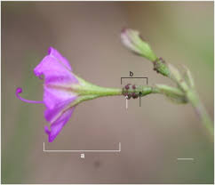 Image result for Commicarpus