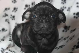 Check spelling or type a new query. Black Pug Puppies For Sale Nj Petsidi