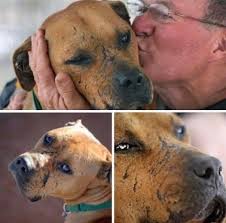 Abandoned pregnant dog finds a loving home