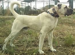 Pin By Armando Leon On Armando Leon Landaveri In 2020 Kangal Dog Dogs Pitbulls