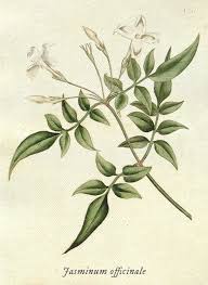 Image result for Jasminum schimperi