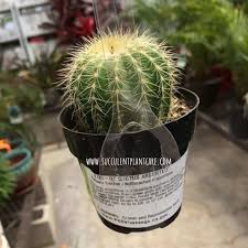 Summer is approaching fast which means warmer weather and party season are just around the corner! Notocactus Magnificus Parodia Manifica Balloon Cactus Care Succulent Plant Care