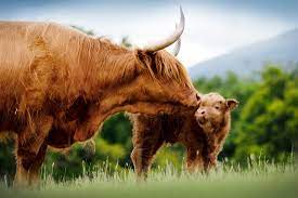 Insta icons the highland cows scotland travel bootc. Highland Cattle Society