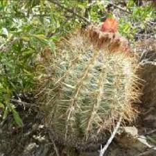 Слушайте cactology the cactus collection от cactus на deezer. Pdf A Synopsis Of The Genus Parodia Spegazzini S L Cactaceae