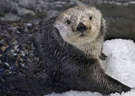 Aquarium Of The Pacific Online Learning Center Southern Sea Otter Sea Otter Otters Otters Cute