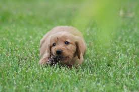 Check spelling or type a new query. Golden Retriever Puppy For Sale In Crewe Virginia Classified Americanlisted Com