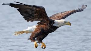 The eagles compete in the national football league. Subsidizing The Slaughter Big Wind Kills Another Bald Eagle Gets More Federal Subsidies
