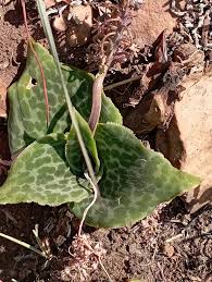 Image result for Ledebouria cordifolia