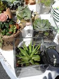 At minimum you will need new soil and another pot to stick the plant in. Companion Planting Cactus And Succulent Designs Made By Tamara Cacti And Succulents Companion Planting Succulents