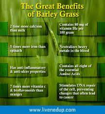 What Are The Benefits Of Barley Grass Barley Benefits Barley Grass Barley