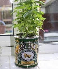 Maybe you would like to learn more about one of these? Plante Aromatique Mettez Du Gout Dans Votre Interieur Archzine Fr