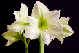 PERCY EGBERT FARRELL 'BERTIE'