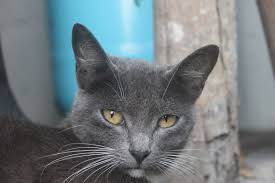 Fotograf Fauna Kapatmak Biyik Gri Omurgali Kedi Surat Avrupa Shorthair Chartreux Rusca Mavisi Korat Kucuk Orta Boy Kediler Kedi Gibi Memeli Yerli Kisa Sacli Kedi Buyuk Kulakli 2352x1568 796509 Ucretsiz Resimler Pxhere