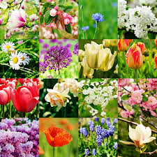See more ideas about beautiful flowers images, flower images, vintage illustration. Different Kind Of Spring Flowers Stock Image Colourbox