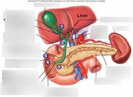 These functions make the liver a vital organ without which the tissues of the body would quickly die from lack of energy and nutrients. Liver Pancreas Gallbladder Except I Didnt Label The Liver Or Pancreas Bc Ur Not Dumb And I Dont Have Enouf Dots Diagram Quizlet