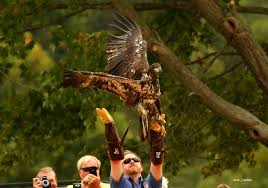 Bald Eagle Releases 2011–2024