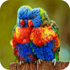 We hope you enjoy our growing collection of hd images to use as a. Amazon Com Parrot Wallpaper Appstore For Android