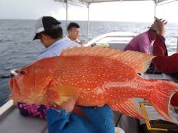 Tepung roti halus + gula merah + telur kuning + vanili + kinoy , cara membuatnya seduh vanili dan gula merah sampai. Tips Memancing Ikan Kerapu Paling Jitu