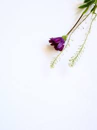 Free Image On Pixabay Write White Space Flatlay Flower Backgrounds Flower Images Purple Flowers