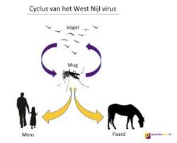 Het rivm is niet in paniek over het westnijlvirus dat is opgedoken bij een grasmus in de regio utrecht. West Nijl Virus Bij Paarden Vaccineer Je Paard Jaarlijks