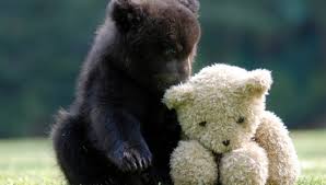 Free cute bear wallpapers and cute bear backgrounds for your computer desktop. Bear Wallpapers Free Bear Wallpaper Download Wallpapertip