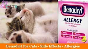 Benadryl For Cats Side Effects Allergies Usage