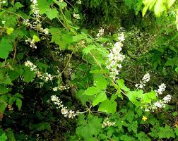 Image result for Paullinia