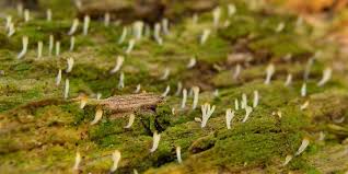 Image result for Multiclavula mucida