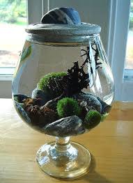 Pin By Alex Arcila On I 3 Marimo Balls Zen Garden Marimo Garden Stones