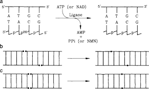 Learn about ligase with free interactive flashcards. Dna Ligase An Overview Sciencedirect Topics